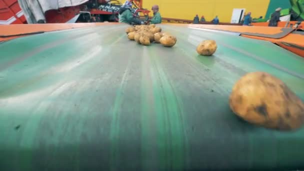 在传送带上移动的分类土豆 — 图库视频影像