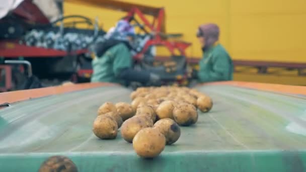 Los trabajadores clasifican las patatas en una instalación, de cerca . — Vídeos de Stock