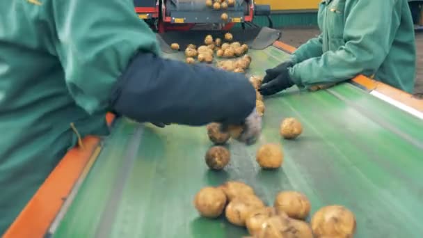 Trabajadores de la fábrica clasificando patatas en un transportador móvil, de cerca . — Vídeo de stock