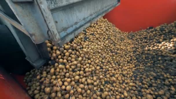 Muitas batatas caindo em um grande recipiente, de perto . — Vídeo de Stock