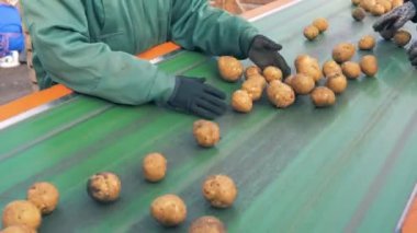 Bir satıra unpeeled patates sıralama işçiler çiftlik, yakın çekim.