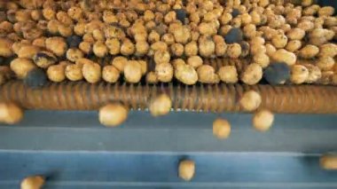 Bir traktör konveyör iplik patates sarı, yakın çekim.
