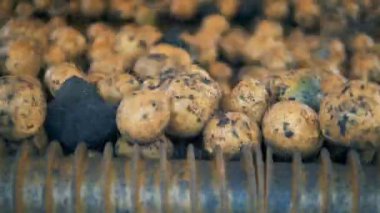 Bir traktör patates dönen bir konveyör yakın.