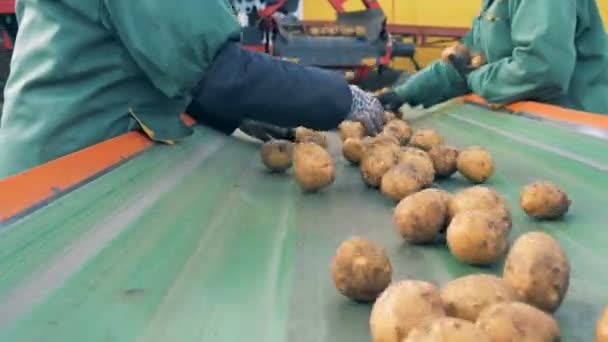 İki işçi sıralama patateslerin üzerine bir fabrika konveyör, yakın çekim. — Stok video