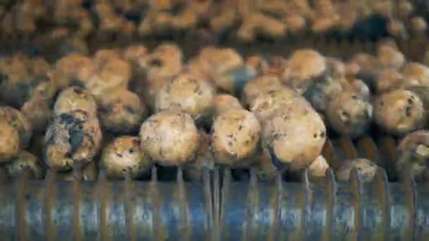Aardappel gesorteerd op een transportband, spinnen, close-up. — Stockvideo