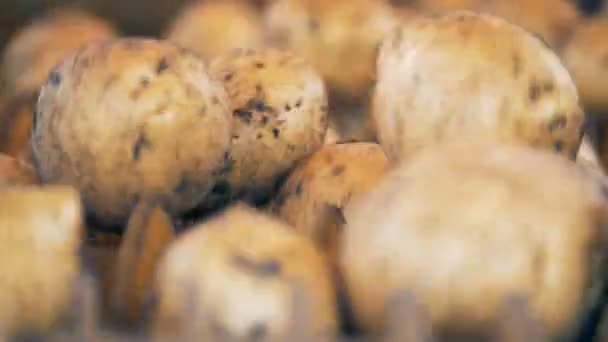 Veel aardappelen spinnen op een speciale regel, close-up. — Stockvideo