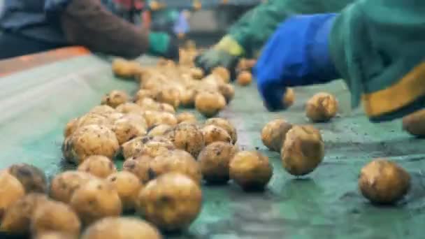 Πολλοί εργάτες διαλογής πατάτας σε ένα εργοστάσιο, κοντινό πλάνο. — Αρχείο Βίντεο