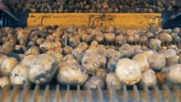 Unpeeled potatoes moving on a conveyor, close up. — Stock Video