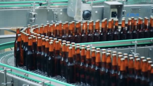 Brown bottles with beer on a brewery conveyor, close up. — Stock Video