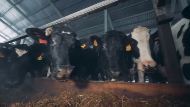 Koeien in de stal staan in de buurt van een feedlot — Stockvideo