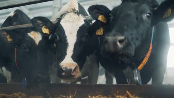 Vacas pretas e brancas no vaqueiro estão olhando para a câmera — Vídeo de Stock