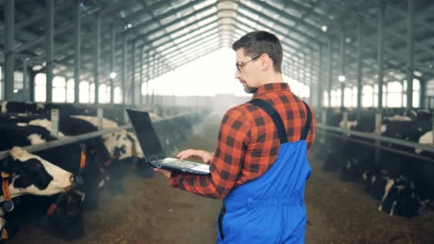 Agricultor moderno, agricultor masculino com um laptop está observando vacas nas vacas — Vídeo de Stock