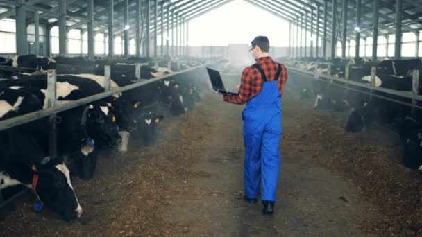 Trabalhador está caminhando ao longo do cowhouse e observando vacas. Agricultor moderno . — Vídeo de Stock