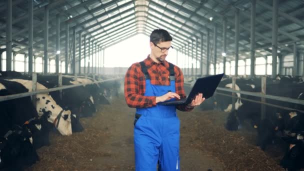 Especialista agrícola, o agricultor moderno está inspecionando vacas em um byre com seu laptop — Vídeo de Stock