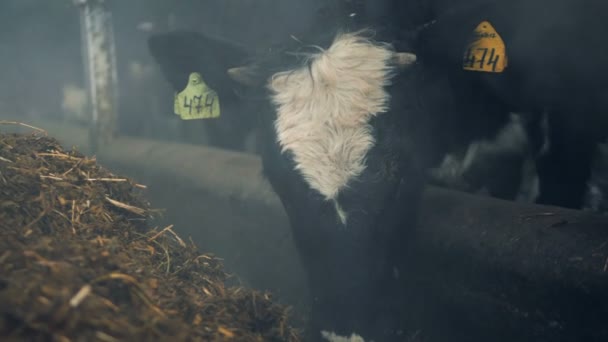 Σίτιση διαδικασία των αγελάδων σε το βουστάσιο σε μια στενή — Αρχείο Βίντεο