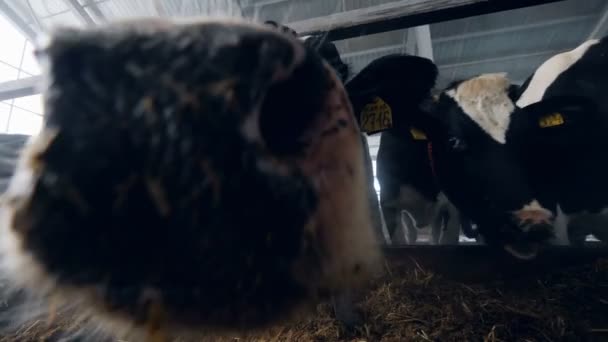 Feedlot met voedergewassen en koeien eten uit het — Stockvideo