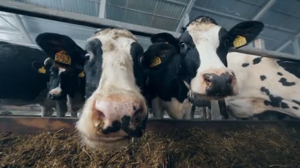 Nebel von Kühen in Nahaufnahme während der Fütterung — Stockvideo