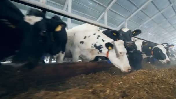 Многие коровы едят корм в коровнике. — стоковое видео