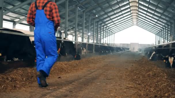 Работник с планшетом проверяет коров в коровнике — стоковое видео