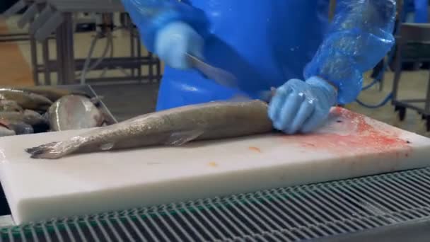 Worker cutting fish on a conveyor, close up. — Stock Video