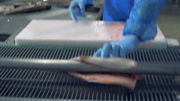 Headless fishes moving on a conveyor, close up. — Stock Video