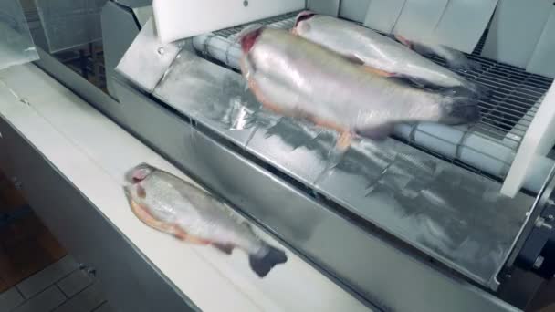 Fish getting on a factory conveyor, close up. — Stock Video