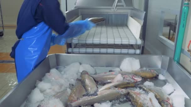 En anställd lägger färsk fisk på ett transportband, närbild. — Stockvideo