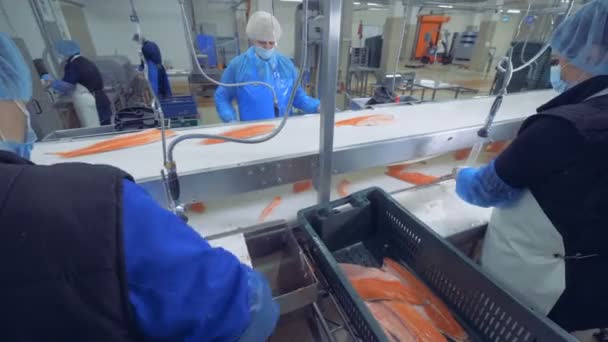 Trabajadores limpiando filetes de pescado, de cerca . — Vídeos de Stock