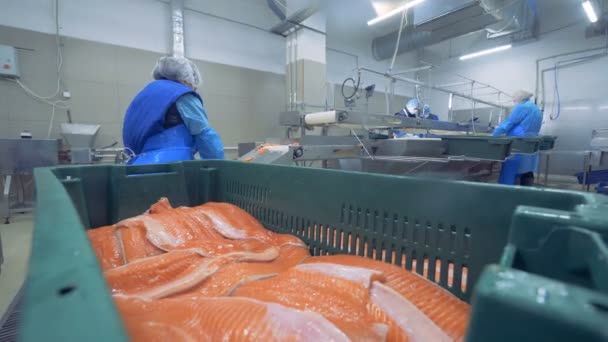 Una mujer pone filete de pescado en un recipiente, de cerca . — Vídeos de Stock