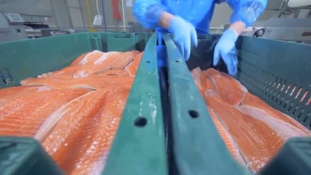 Eine Person legt Fisch aus einem Behälter in einen anderen, aus nächster Nähe. — Stockvideo