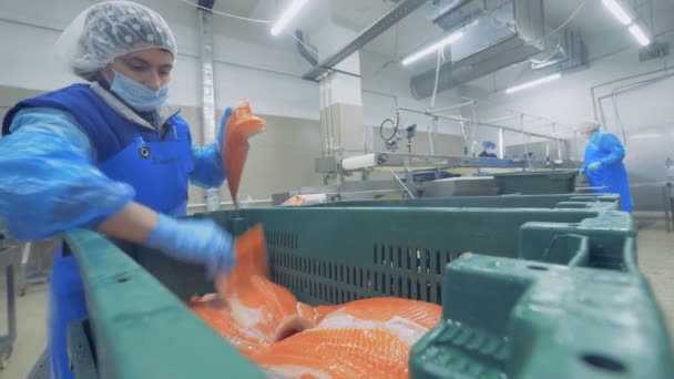 Одна женщина кладет филе рыбы в пластиковый контейнер, закрывается . — стоковое видео