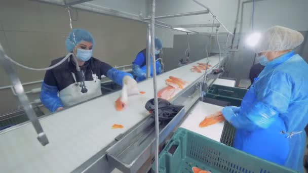 Trabajadoras cortan filete fresco en una fábrica, de cerca . — Vídeo de stock