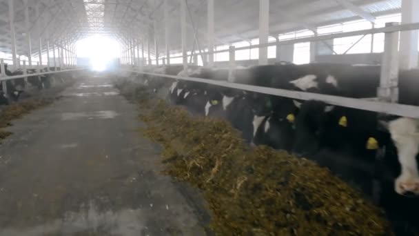 Cows eating hay in a shed, close up. — Stock Video