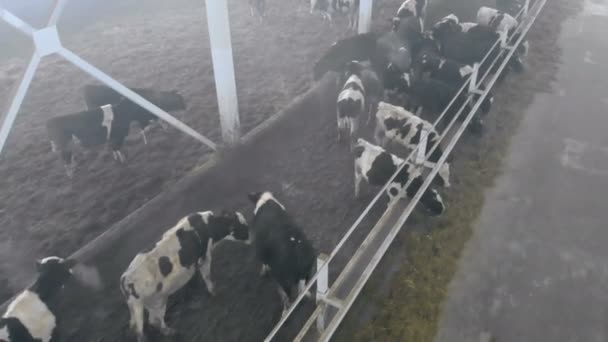 Vacas domésticas em pé em um estábulo, vista superior . — Vídeo de Stock