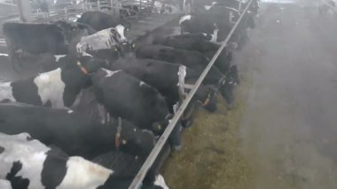 Bir ahırın içinde inek sürüsü, yakın çekim.