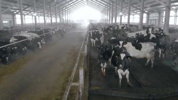 Cowshed pełne krów, z bliska. — Wideo stockowe