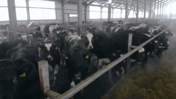 Černé krávy stojící v kabince v stodole, zblízka. — Stock video