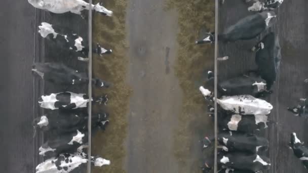 Cows in stalls in a byre, top view. — Stock Video