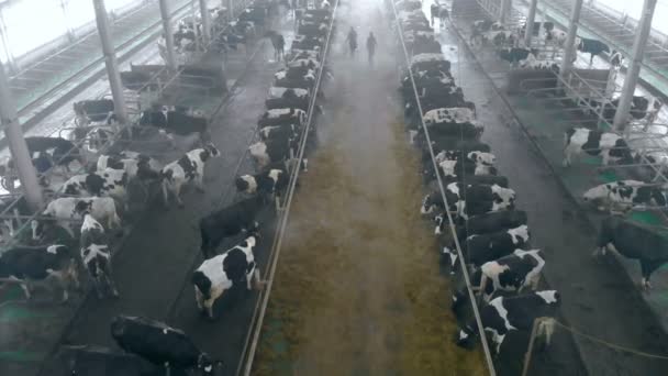 Workers walk in a cowshed, top view. — Stock Video