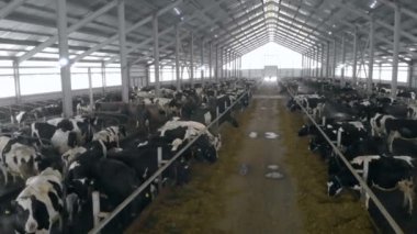 İnek Sürüsü ayakta bir cowshed, yakın çekim.