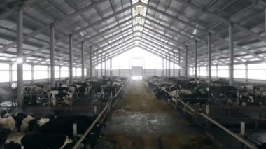 Bir cowshed, inekleri ile yakın çekim.