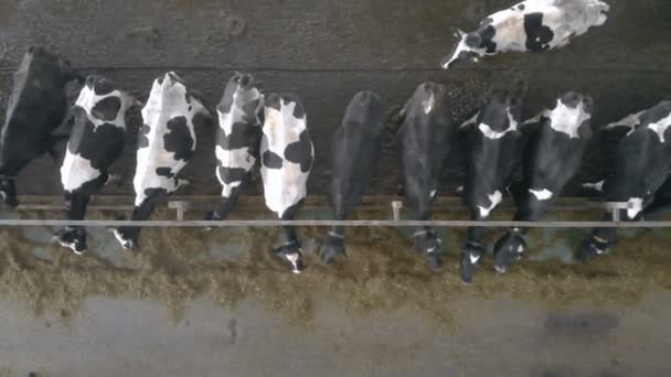 Herd of cows eating together in a byre, top view. — Stock Video