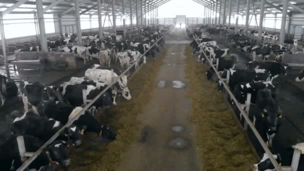 Grande étable avec beaucoup de vaches, gros plan . — Video