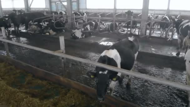 Vacas viviendo en un granero, de cerca . — Vídeo de stock