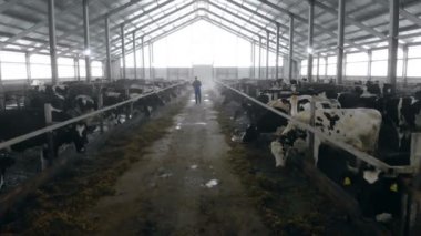 Adam büyük bir ahırın, arkadan görünüm inekleri denetler.