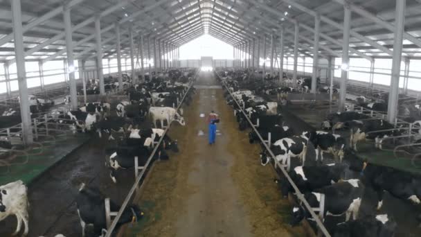 Mann kontrolliert Kühe, arbeitet mit Laptop, Nahaufnahme. — Stockvideo