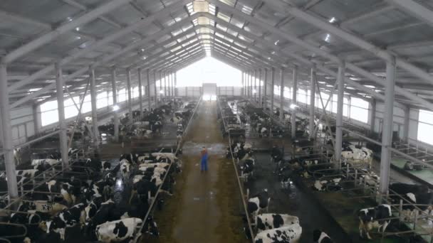 One worker walks in a byre with cows, top view. — Stock Video