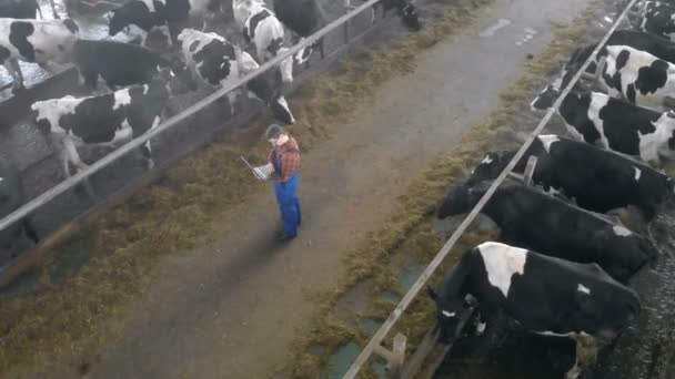 Person typing on a laptop while standing in a cowshed, top view. — Stock Video