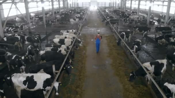 Travailleur masculin regardant les vaches dans un hangar, vue de dos . — Video