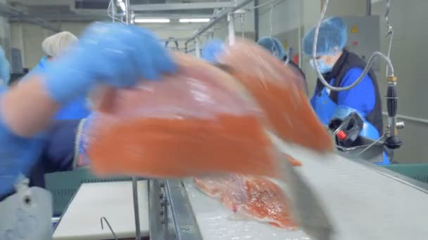 Trabalhadoras do sexo feminino cortar filé de peixe, close-up . — Vídeo de Stock